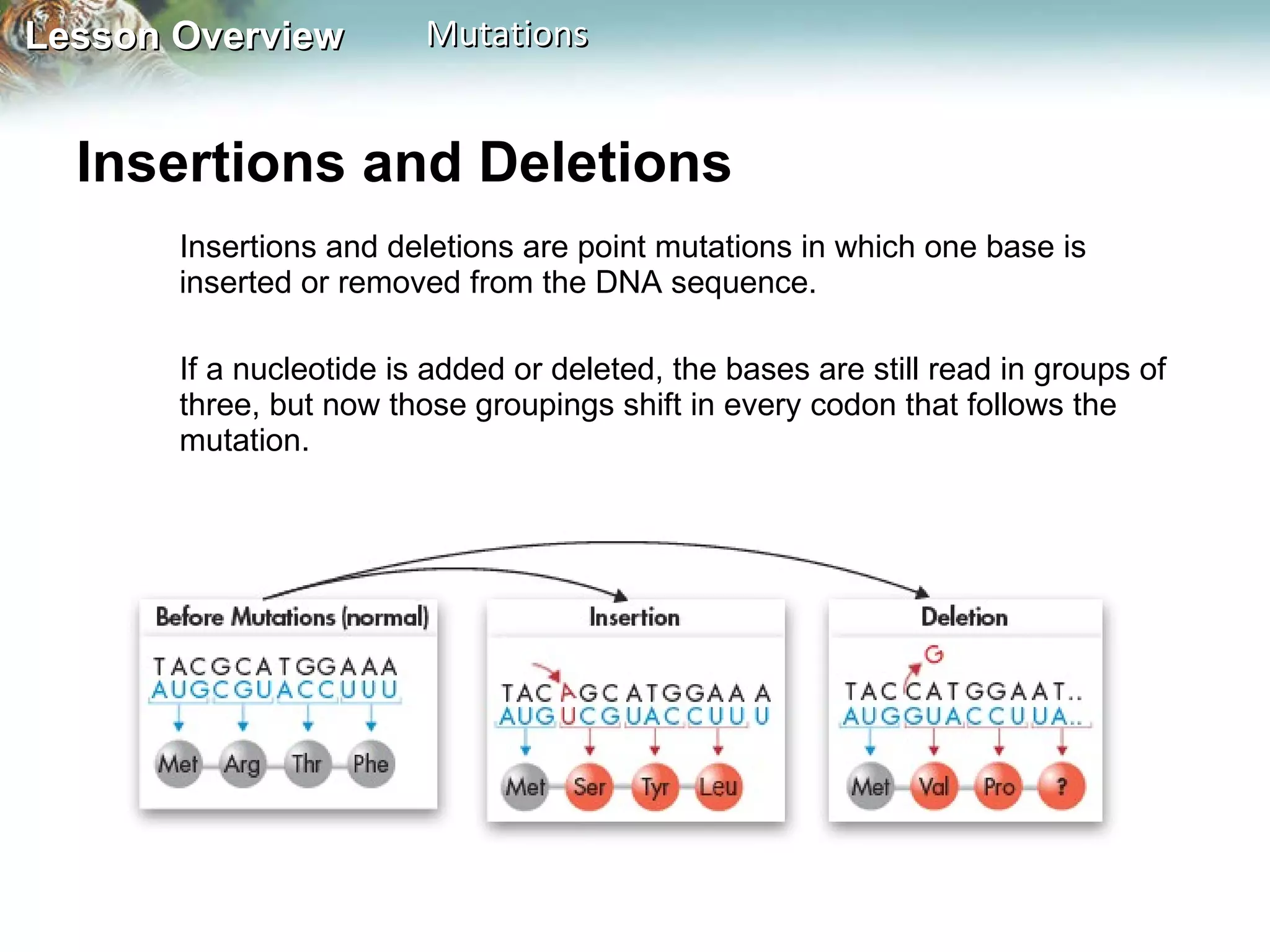 Insertions and Deletions  Insertions and deletions are point mutations in which one base is inserted or removed from the DNA sequence.  If a nucleotide is added or deleted, the bases are still read in groups of three, but now those groupings shift in every codon that follows the mutation. 
