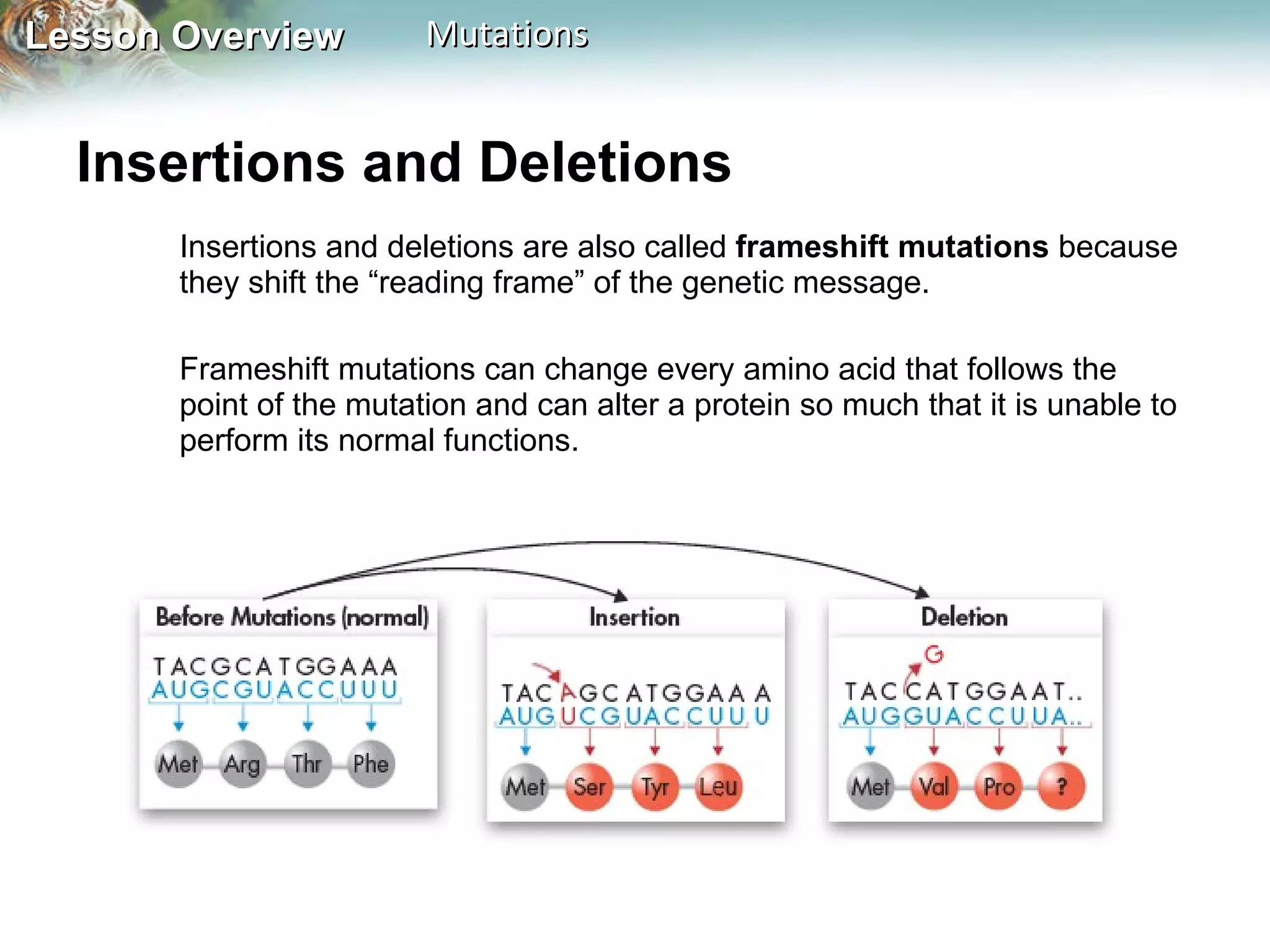 Insertions and Deletions  Insertions and deletions are also called  frameshift mutations  because they shift the “reading frame” of the genetic message.  Frameshift mutations can change every amino acid that follows the point of the mutation and can alter a protein so much that it is unable to perform its normal functions. 