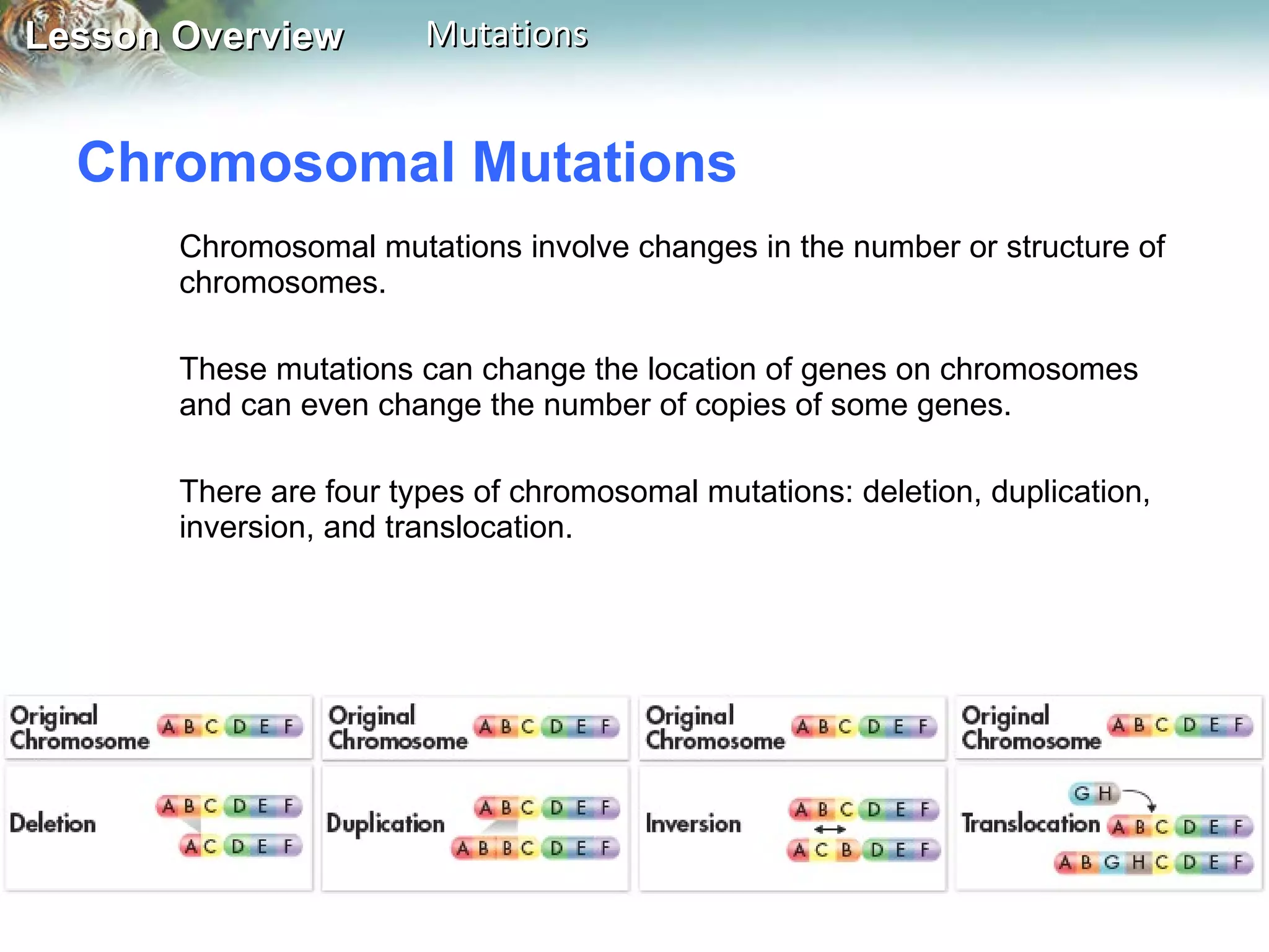 Chromosomal Mutations  Chromosomal mutations involve changes in the number or structure of chromosomes. These mutations can change the location of genes on chromosomes and can even change the number of copies of some genes. There are four types of chromosomal mutations: deletion, duplication, inversion, and translocation. 