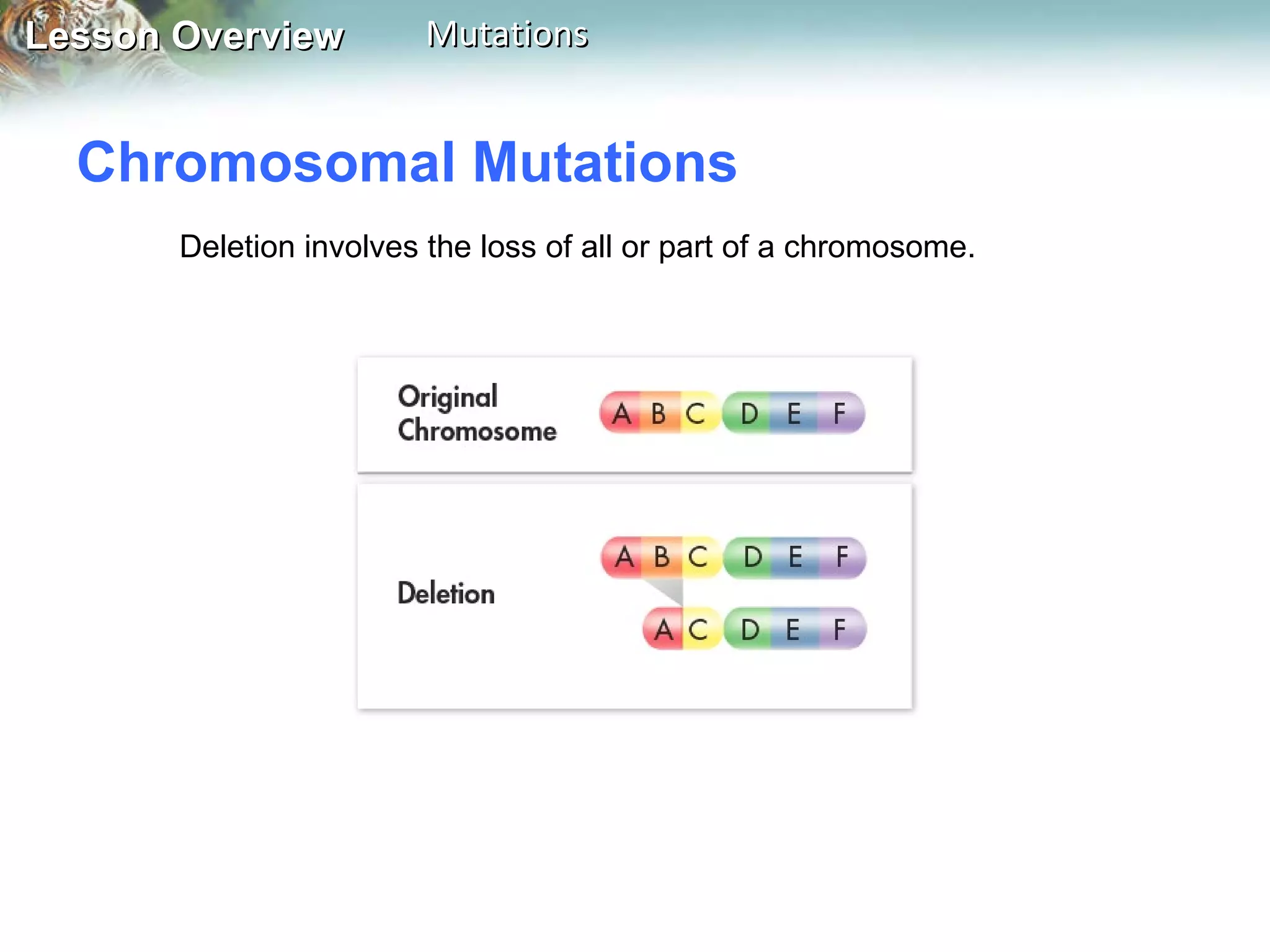 Chromosomal Mutations  Deletion involves the loss of all or part of a chromosome.  