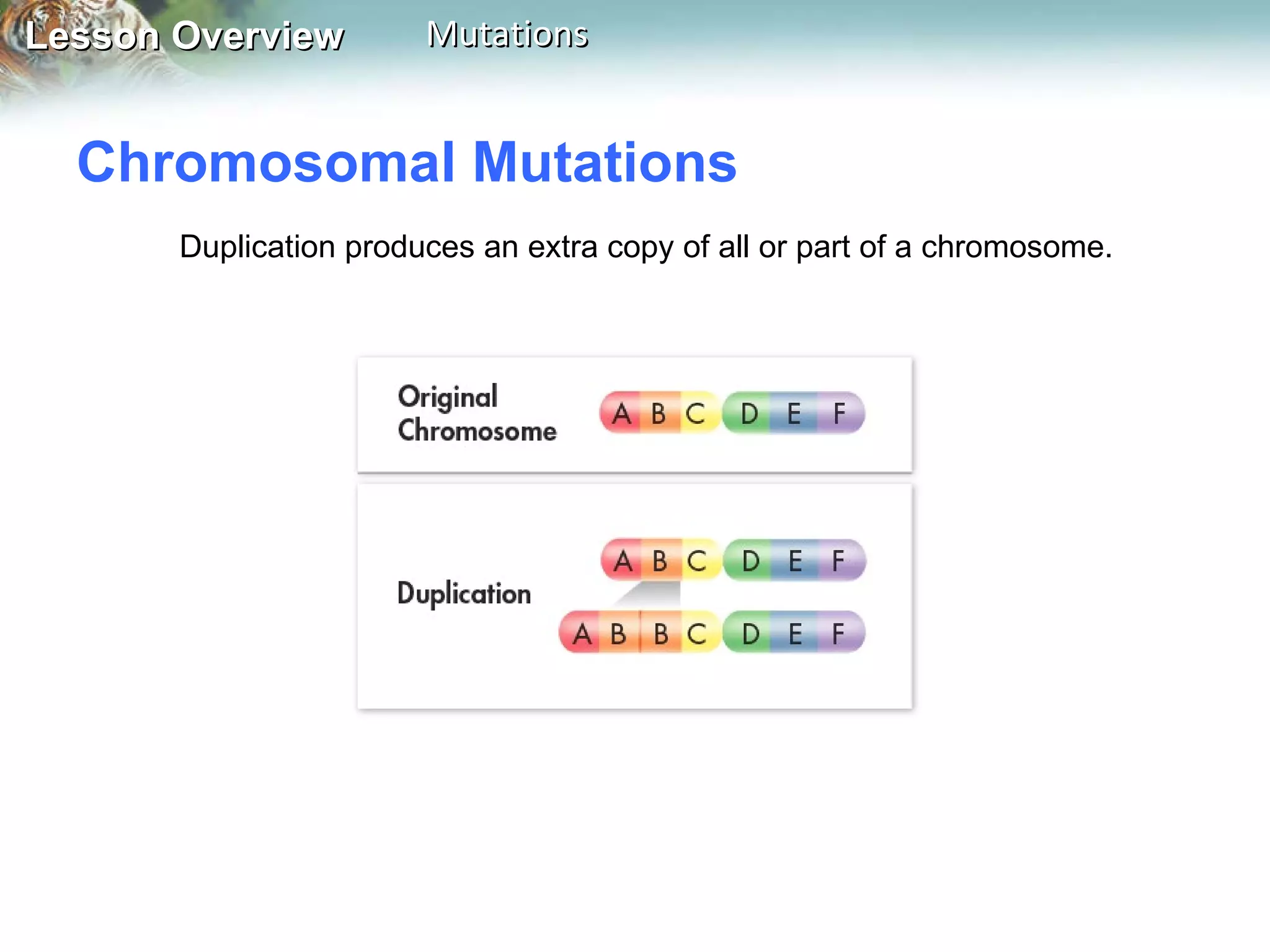 Chromosomal Mutations  Duplication produces an extra copy of all or part of a chromosome.  