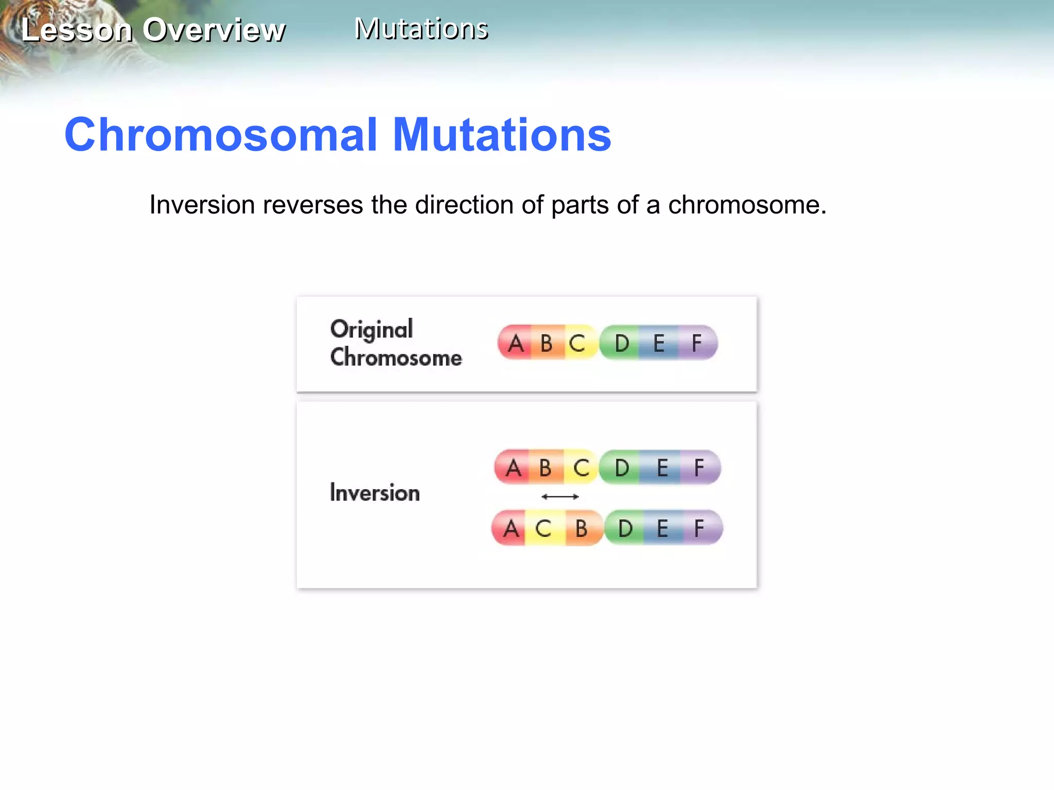 Chromosomal Mutations  Inversion reverses the direction of parts of a chromosome.  