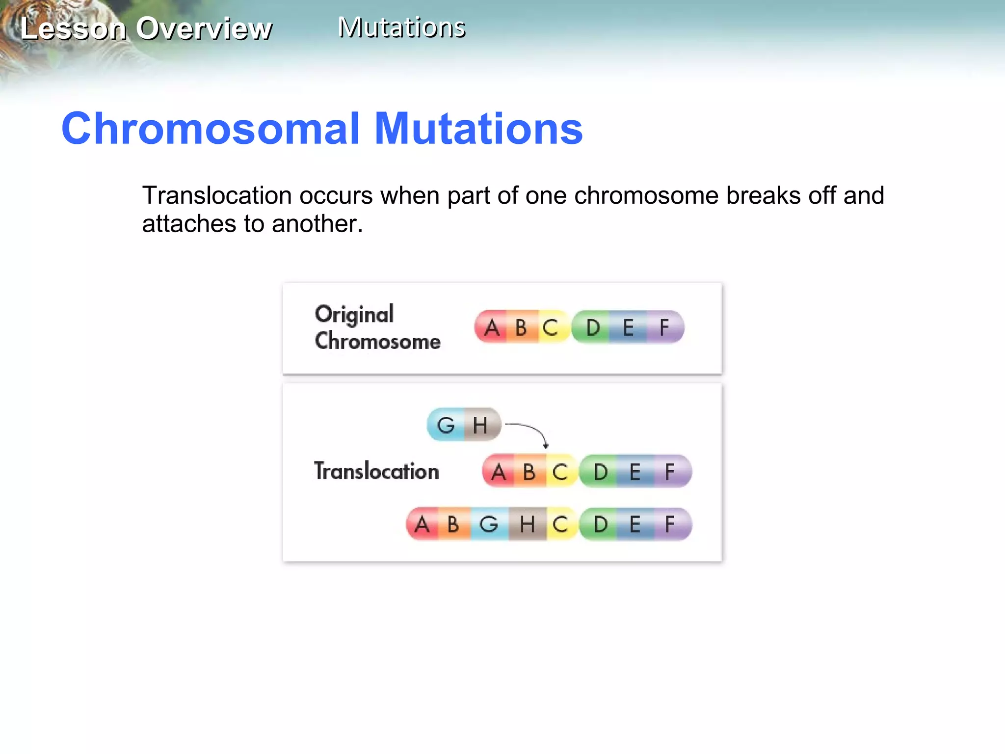 Chromosomal Mutations  Translocation occurs when part of one chromosome breaks off and attaches to another. 