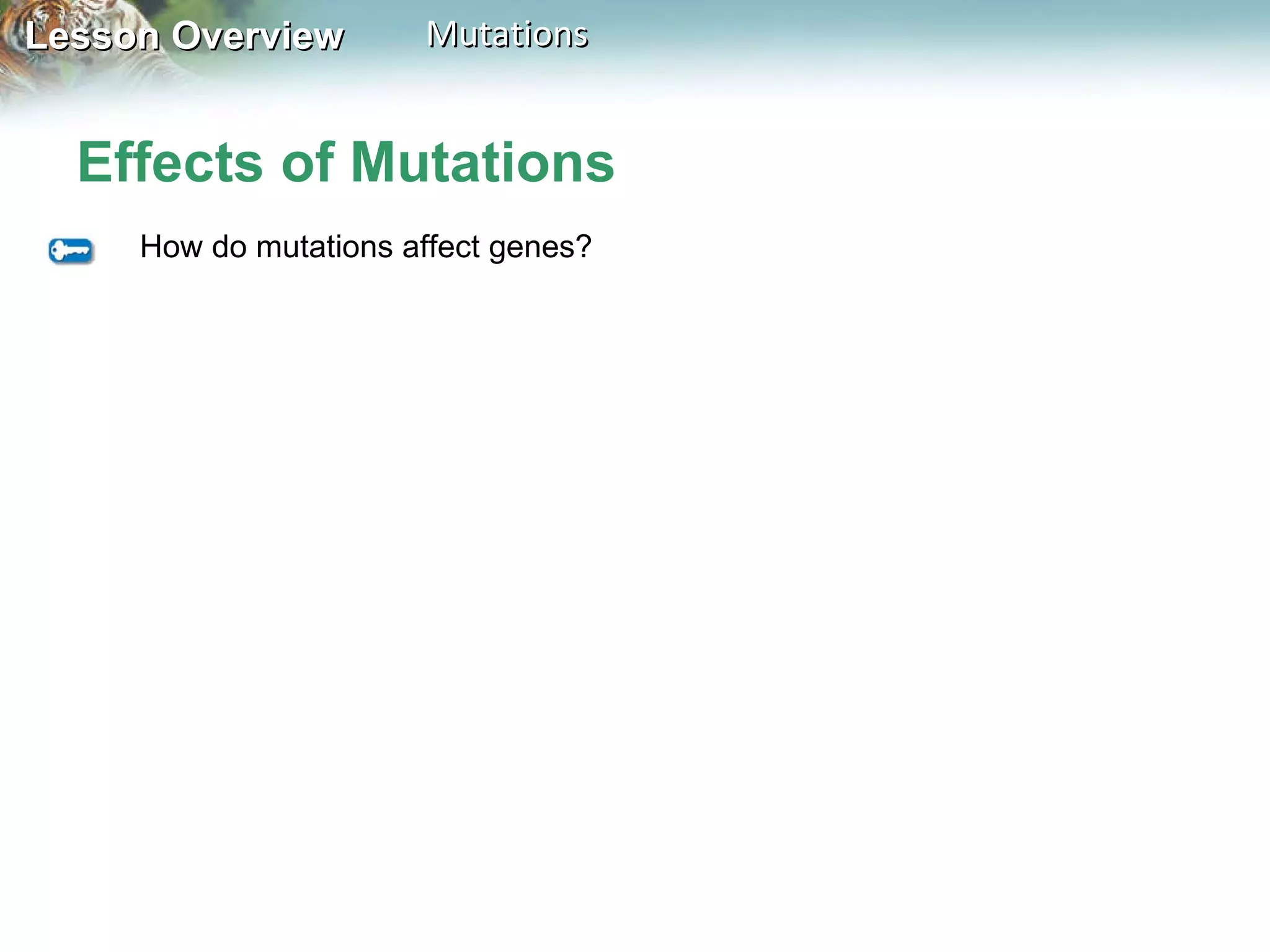 Effects of Mutations How do mutations affect genes? 