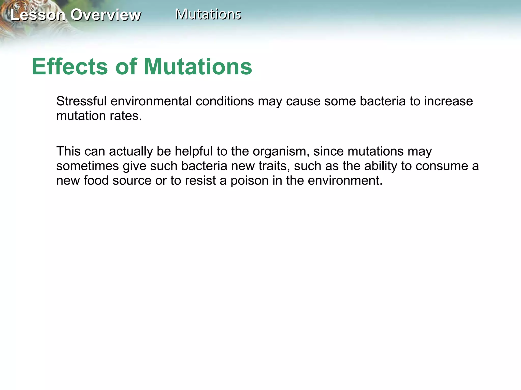 Effects of Mutations Stressful environmental conditions may cause some bacteria to increase mutation rates.  This can actually be helpful to the organism, since mutations may sometimes give such bacteria new traits, such as the ability to consume a new food source or to resist a poison in the environment. 