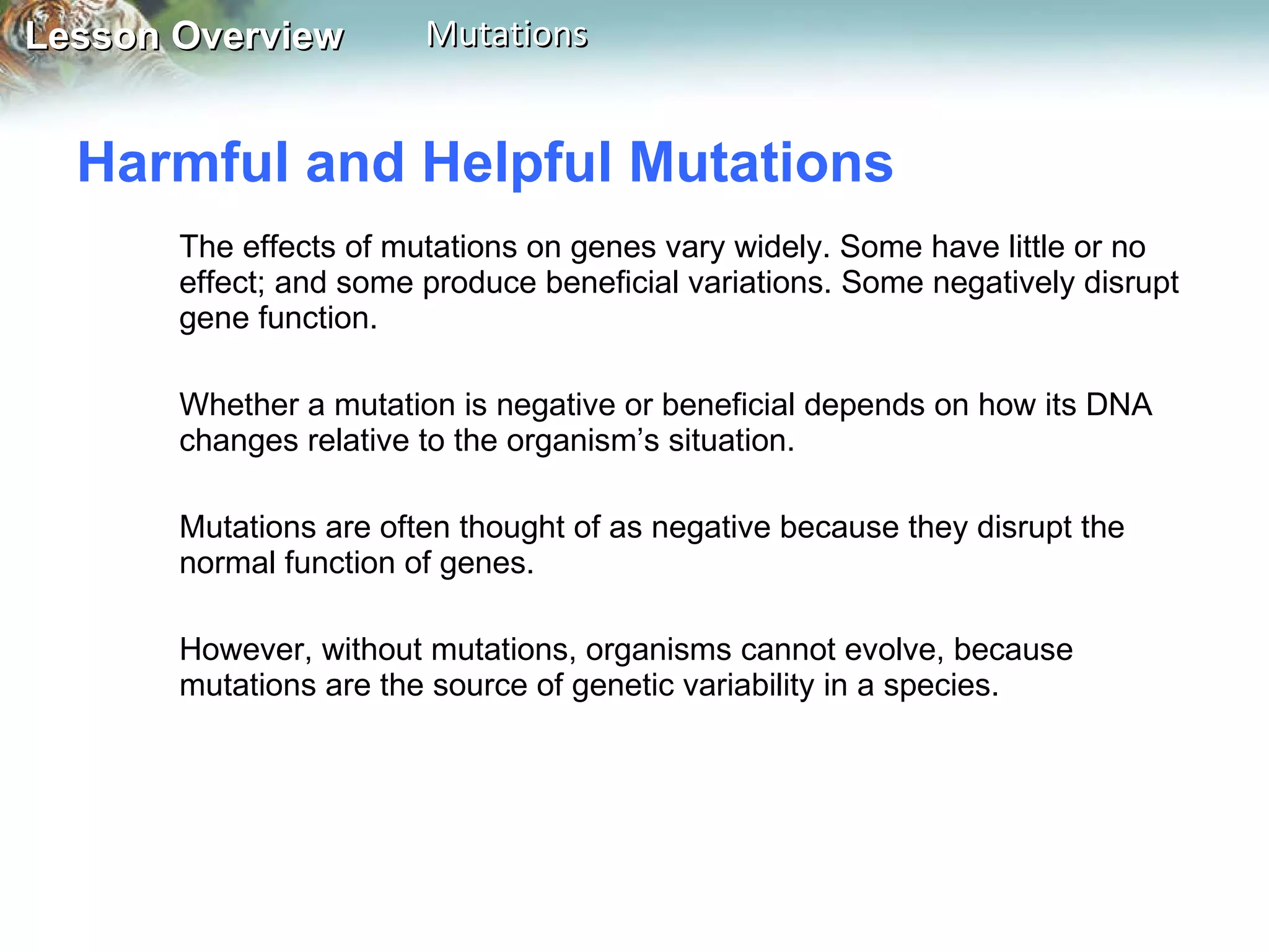 Harmful and Helpful Mutations  The effects of mutations on genes vary widely. Some have little or no effect; and some produce beneficial variations. Some negatively disrupt gene function. Whether a mutation is negative or beneficial depends on how its DNA changes relative to the organism’s situation.  Mutations are often thought of as negative because they disrupt the normal function of genes.  However, without mutations, organisms cannot evolve, because mutations are the source of genetic variability in a species. 