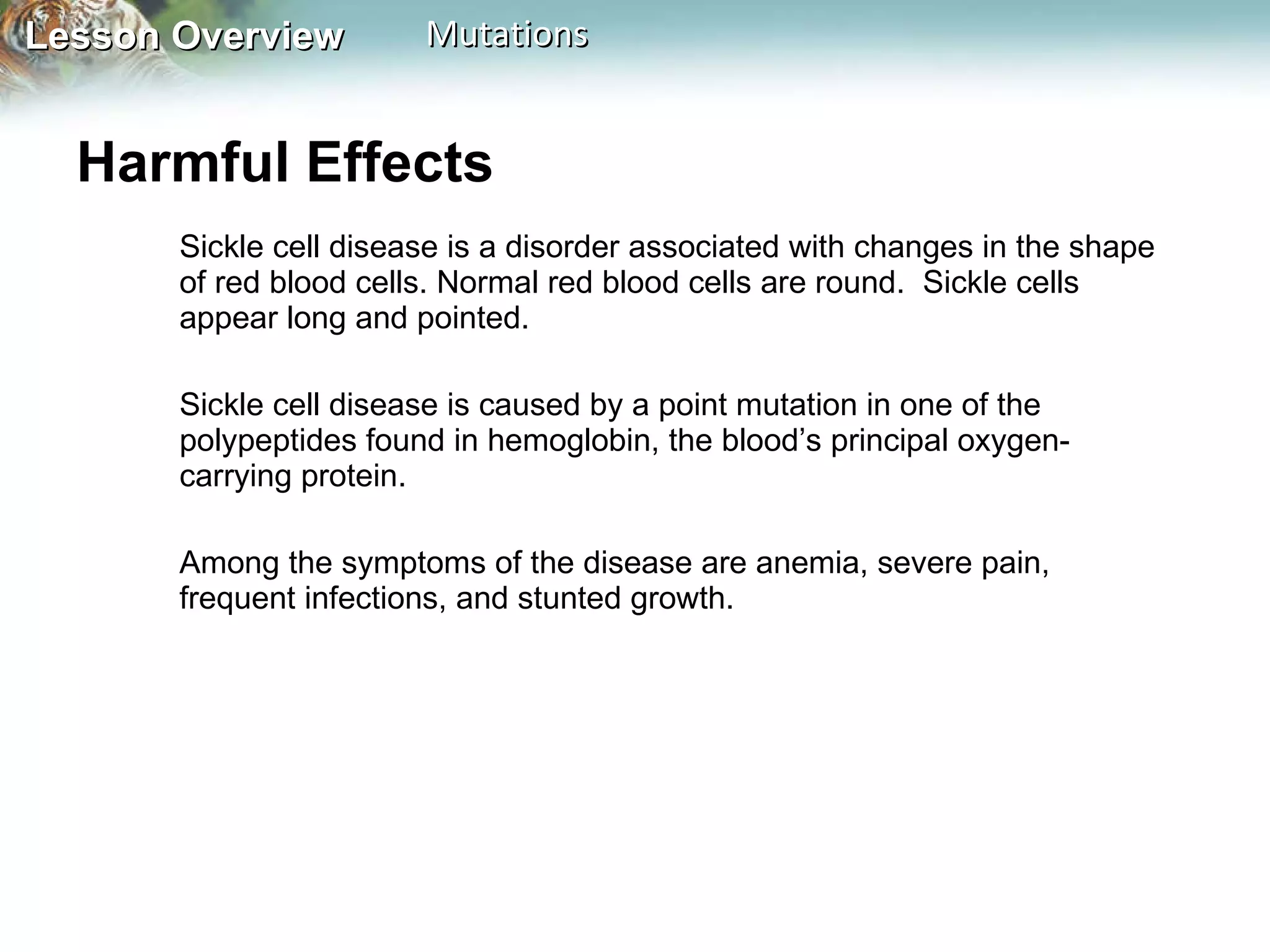 Harmful Effects  Sickle cell disease is a disorder associated with changes in the shape of red blood cells. Normal red blood cells are round.  Sickle cells appear long and pointed.  Sickle cell disease is caused by a point mutation in one of the polypeptides found in hemoglobin, the blood’s principal oxygen-carrying protein.  Among the symptoms of the disease are anemia, severe pain, frequent infections, and stunted growth. 