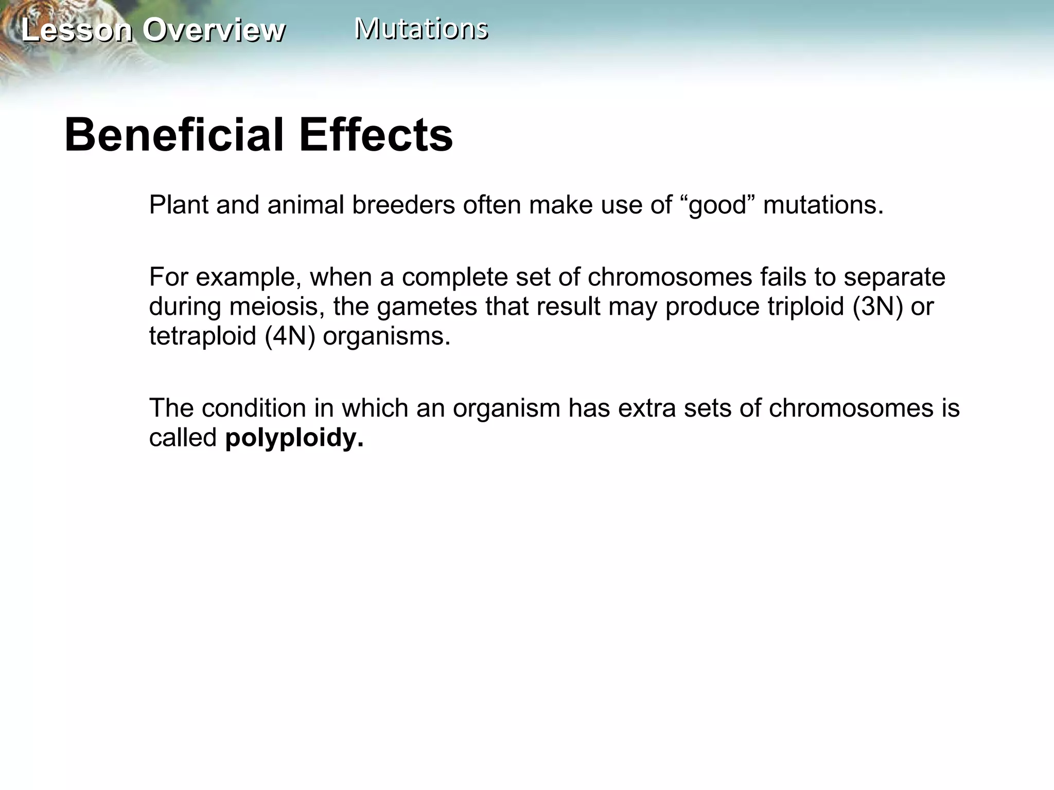 Beneficial Effects  Plant and animal breeders often make use of “good” mutations.  For example, when a complete set of chromosomes fails to separate during meiosis, the gametes that result may produce triploid (3N) or tetraploid (4N) organisms.  The condition in which an organism has extra sets of chromosomes is called  polyploidy.  