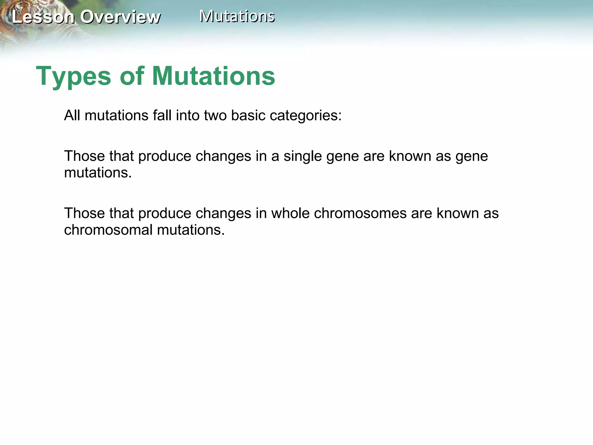 Types of Mutations All mutations fall into two basic categories:  Those that produce changes in a single gene are known as gene mutations.  Those that produce changes in whole chromosomes are known as chromosomal mutations. 