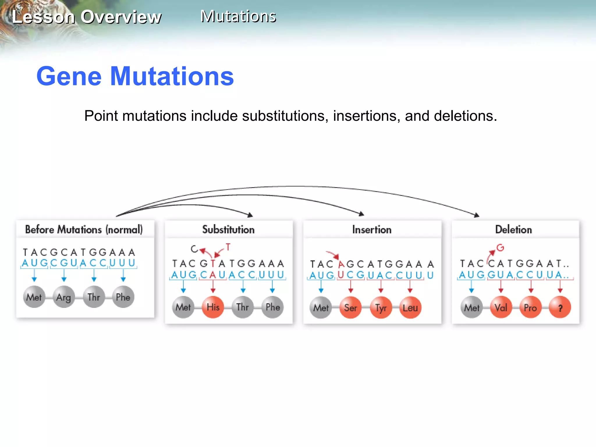 Gene Mutations  Point mutations include substitutions, insertions, and deletions. 