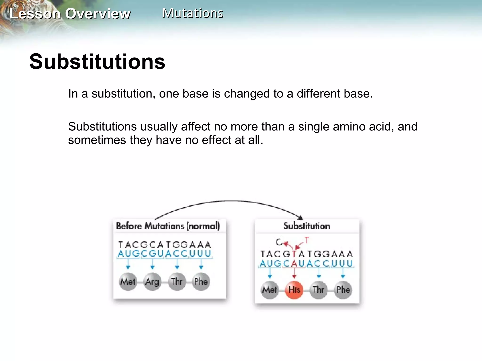 Substitutions  In a substitution, one base is changed to a different base.  Substitutions usually affect no more than a single amino acid, and sometimes they have no effect at all.  