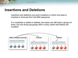 Insertions and Deletions  Insertions and deletions are point mutations in which one base is inserted or removed from the DNA sequence.  If a nucleotide is added or deleted, the bases are still read in groups of three, but now those groupings shift in every codon that follows the mutation. 
