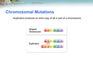 Chromosomal Mutations  Duplication produces an extra copy of all or part of a chromosome.  