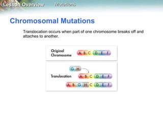 Chromosomal Mutations  Translocation occurs when part of one chromosome breaks off and attaches to another. 