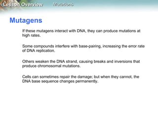 Mutagens  If these mutagens interact with DNA, they can produce mutations at high rates.  Some compounds interfere with base-pairing, increasing the error rate of DNA replication.  Others weaken the DNA strand, causing breaks and inversions that produce chromosomal mutations.  Cells can sometimes repair the damage; but when they cannot, the DNA base sequence changes permanently.  