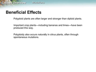 Beneficial   Effects   Polyploid plants are often larger and stronger than diploid plants.  Important crop plants—including bananas and limes—have been produced this way.  Polyploidy also occurs naturally in citrus plants, often through spontaneous mutations. 
