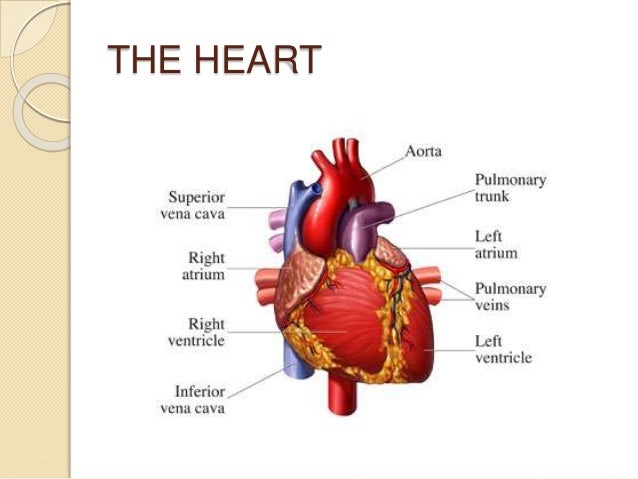 Heart Chart