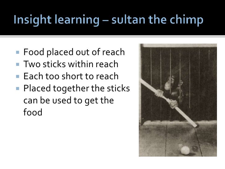 lesson 13 insight and latent learning insight learning