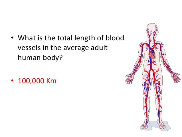 Blood Flow
