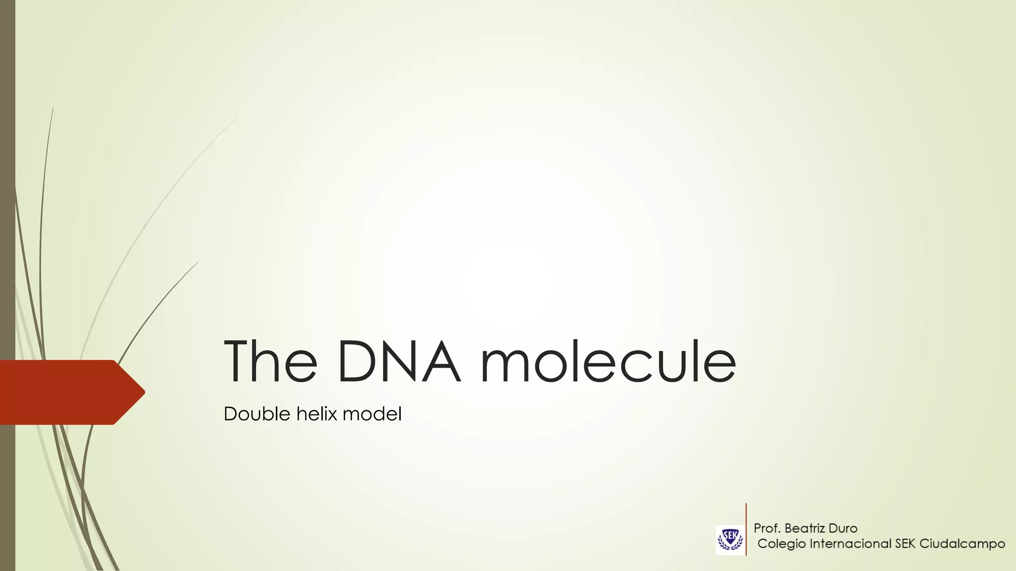 The DNA molecule
Double helix model