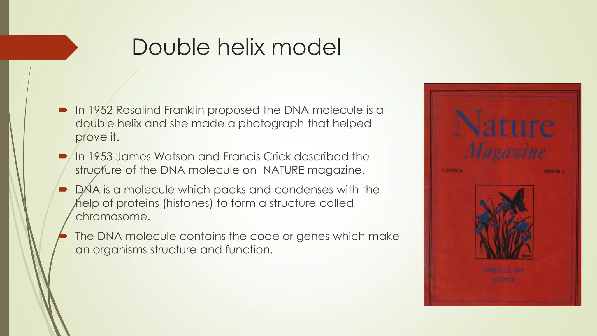 Double helix model
In 1952 Rosalind Franklin proposed the DNA molecule is a
double helix and she made a photograph that helped
prove it.
In 1953 James Watson and Francis Crick described the
structure of the DNA molecule on NATURE magazine.
DNA is a molecule which packs and condenses with the
help of proteins (histones) to form a structure called
chromosome.
The DNA molecule contains the code or genes which make
an organisms structure and function.