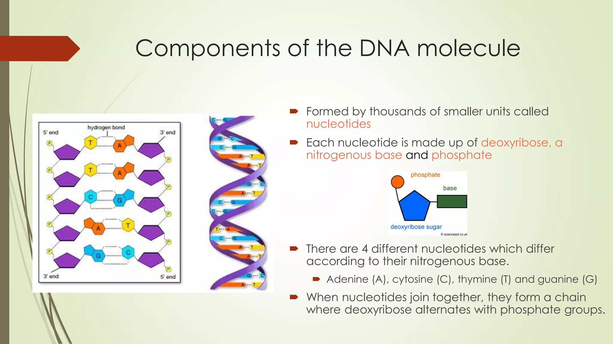 Components of the DNA molecule
Formed by thousands of smaller units called
nucleotides
Each nucleotide is made up of deoxyribose, a
nitrogenous base and phosphate
There are 4 different nucleotides which differ
according to their nitrogenous base.
Adenine (A), cytosine (C), thymine (T) and guanine (G)
When nucleotides join together, they form a chain
where deoxyribose alternates with phosphate groups.