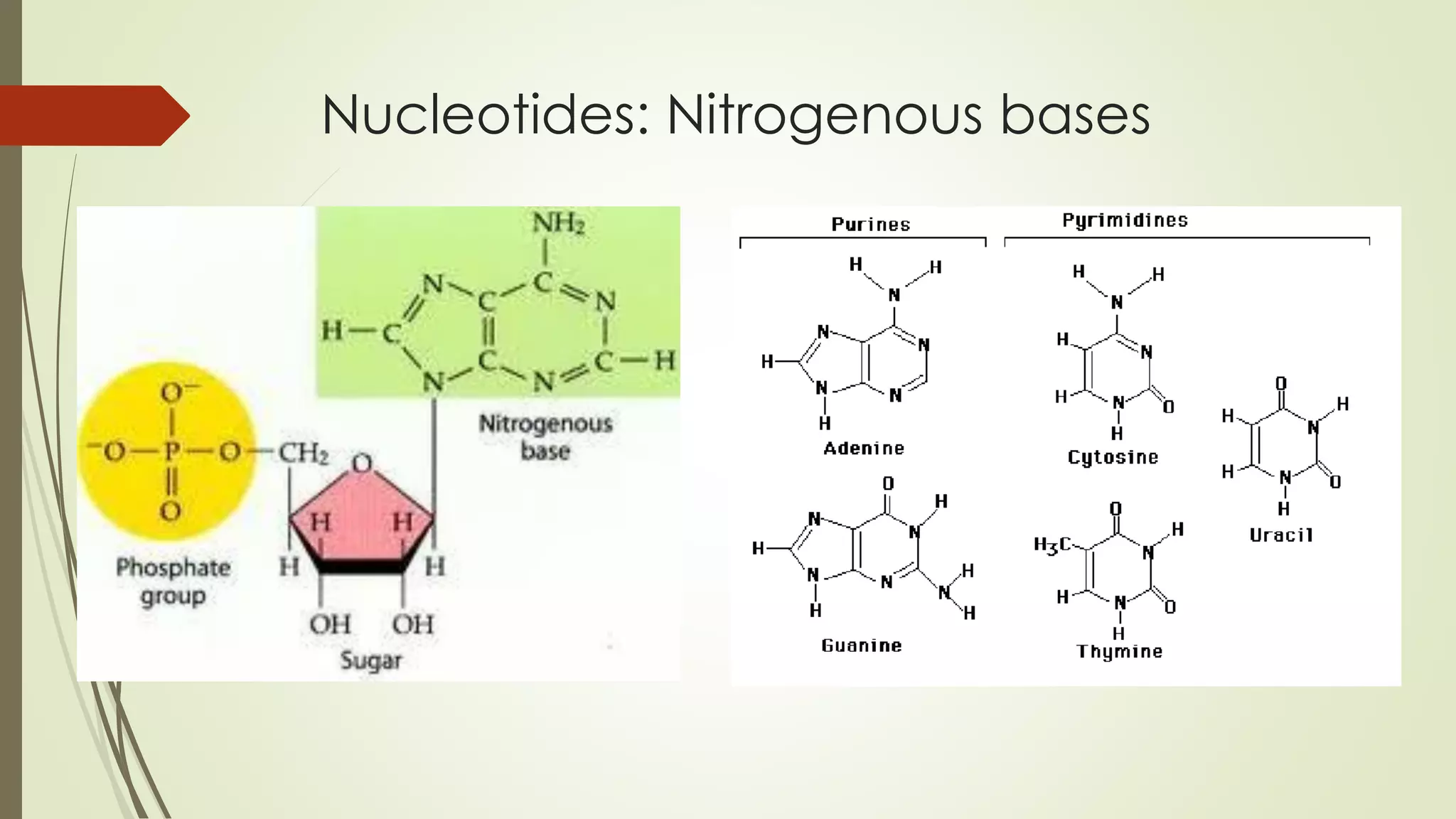 Nucleotides: Nitrogenous bases