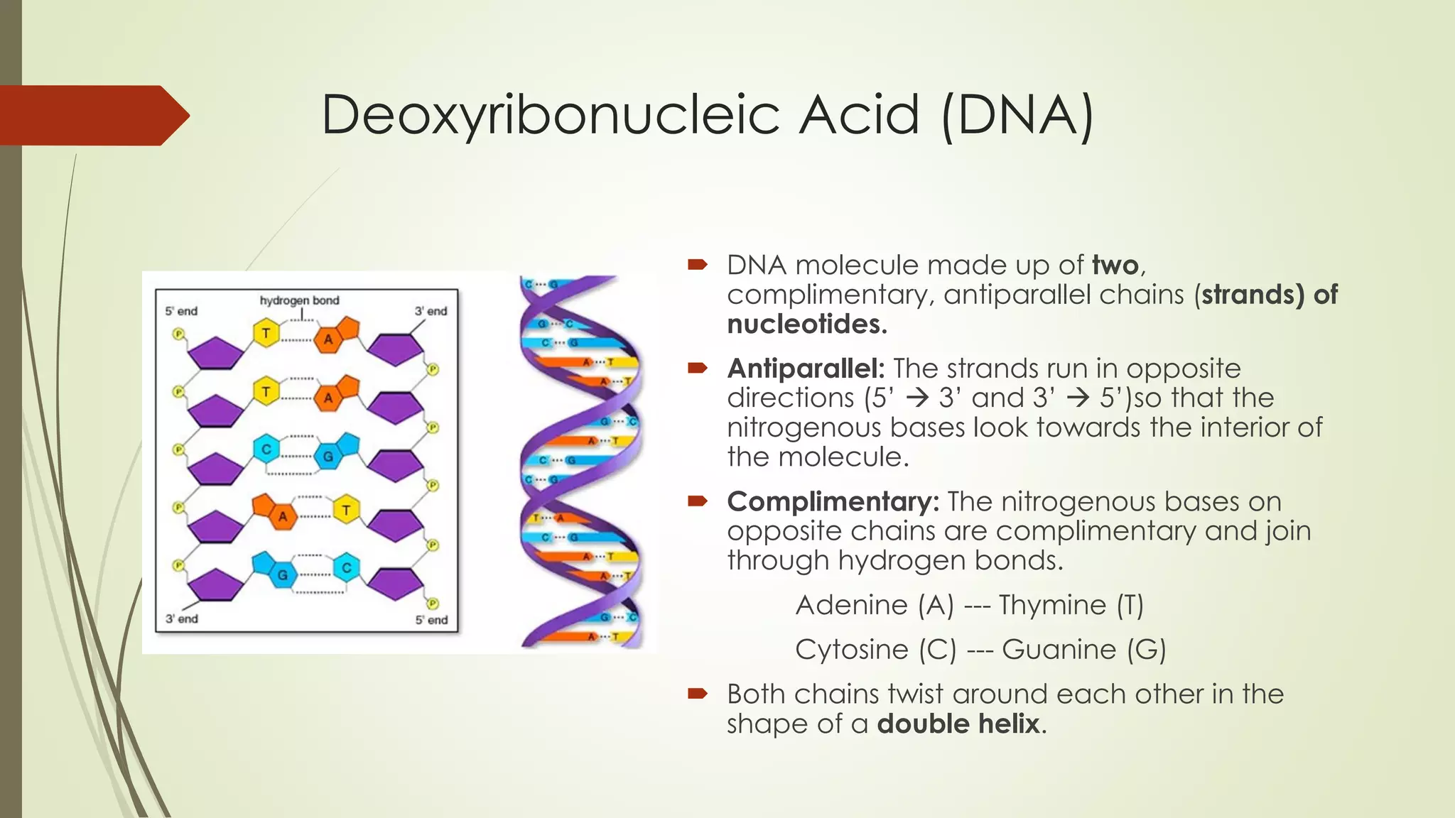 Deoxyribonucleic Acid (DNA)
DNA molecule made up of two,
complimentary, antiparallel chains (strands) of
nucleotides.
Antiparallel: The strands run in opposite
directions (5’ 3’ and 3’ 5’)so that the
nitrogenous bases look towards the interior of
the molecule.
Complimentary: The nitrogenous bases on
opposite chains are complimentary and join
through hydrogen bonds.
Adenine (A) --- Thymine (T)
Cytosine (C) --- Guanine (G)
Both chains twist around each other in the
shape of a double helix.