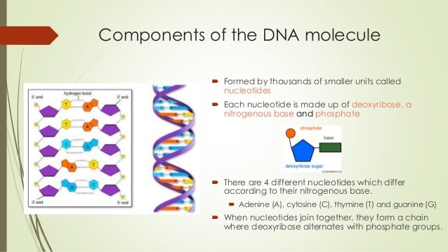 lesson 13 the dna molecule