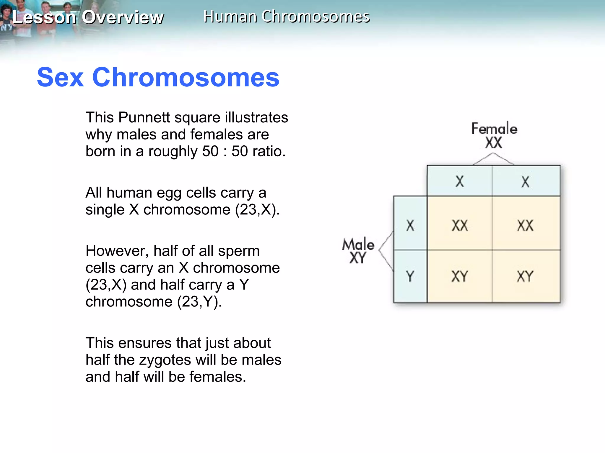 Sex Chromosomes  This Punnett square illustrates why males and females are born in a roughly 50 : 50 ratio.  All human egg cells carry a single X chromosome (23,X).  However, half of all sperm cells carry an X chromosome (23,X) and half carry a Y chromosome (23,Y).  This ensures that just about half the zygotes will be males and half will be females. 