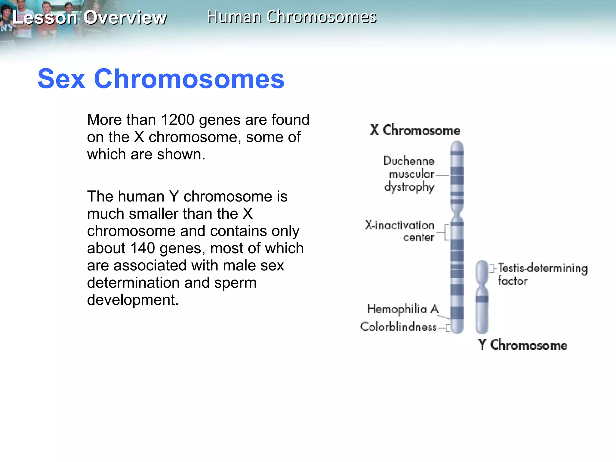 Sex Chromosomes  More than 1200 genes are found on the X chromosome, some of which are shown.   The human Y chromosome is much smaller than the X chromosome and contains only about 140 genes, most of which are associated with male sex determination and sperm development. 