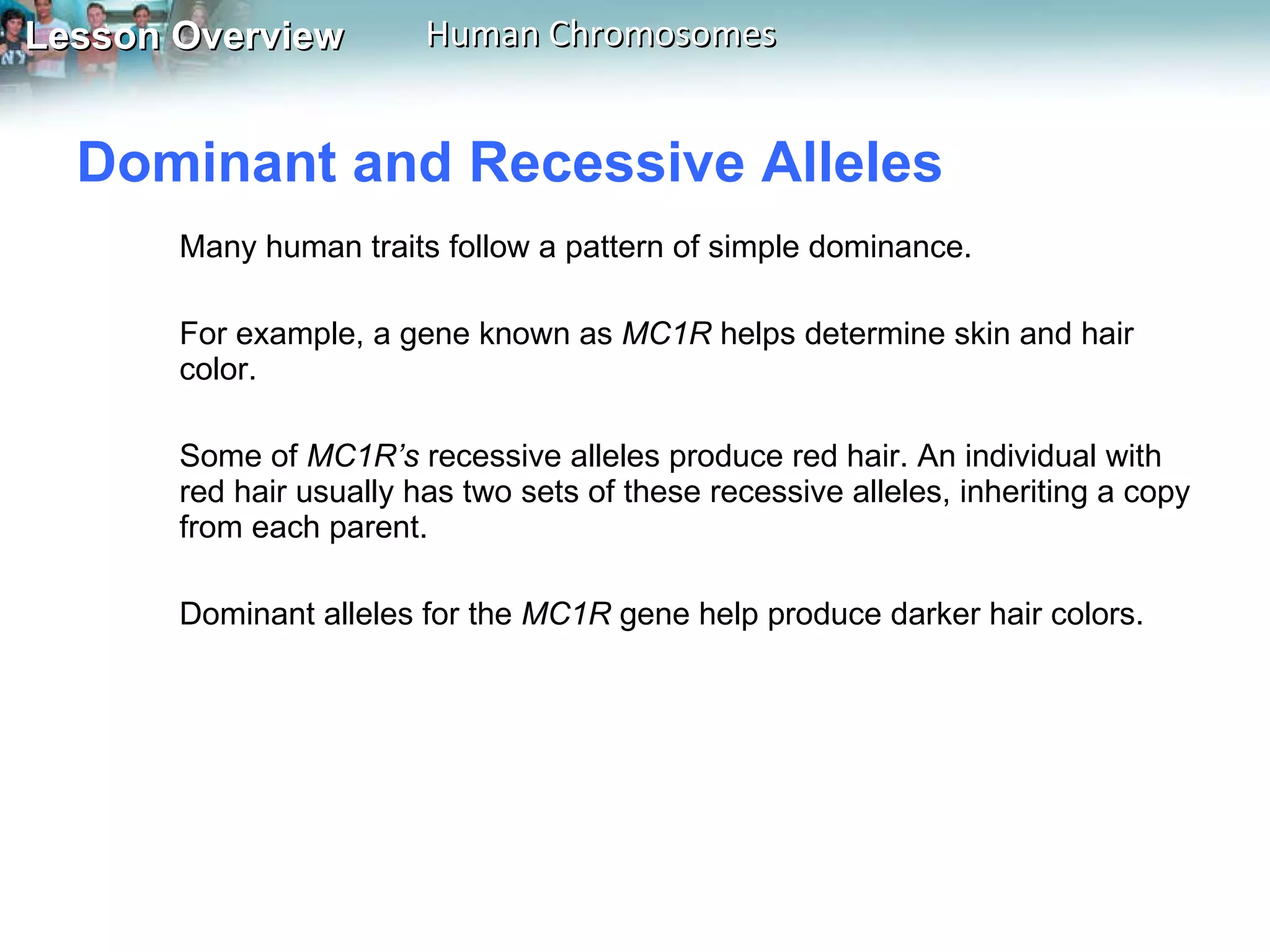 Dominant and Recessive Alleles  Many human traits follow a pattern of simple dominance. For example, a gene known as  MC1R  helps determine skin and hair color.   Some of  MC1R’s  recessive alleles produce red hair. An individual with red hair usually has two sets of these recessive alleles, inheriting a copy from each parent.  Dominant alleles for the  MC1R  gene help produce darker hair colors. 