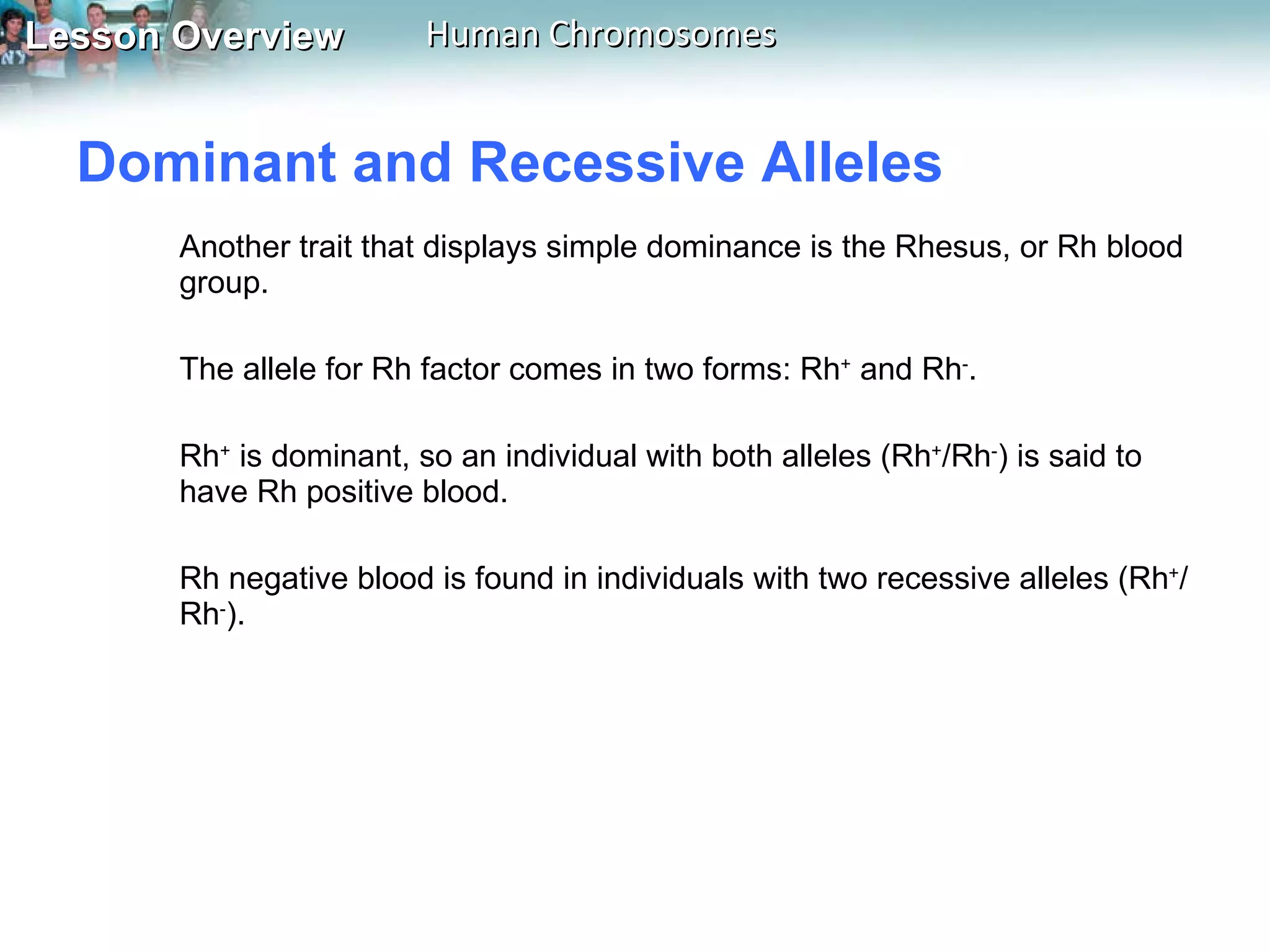 Dominant and Recessive Alleles  Another trait that displays simple dominance is the Rhesus, or Rh blood group.  The allele for Rh factor comes in two forms: Rh +  and Rh - .  Rh +  is dominant, so an individual with both alleles (Rh + /Rh - ) is said to have Rh positive blood.  Rh negative blood is found in individuals with two recessive alleles (Rh + /Rh - ). 