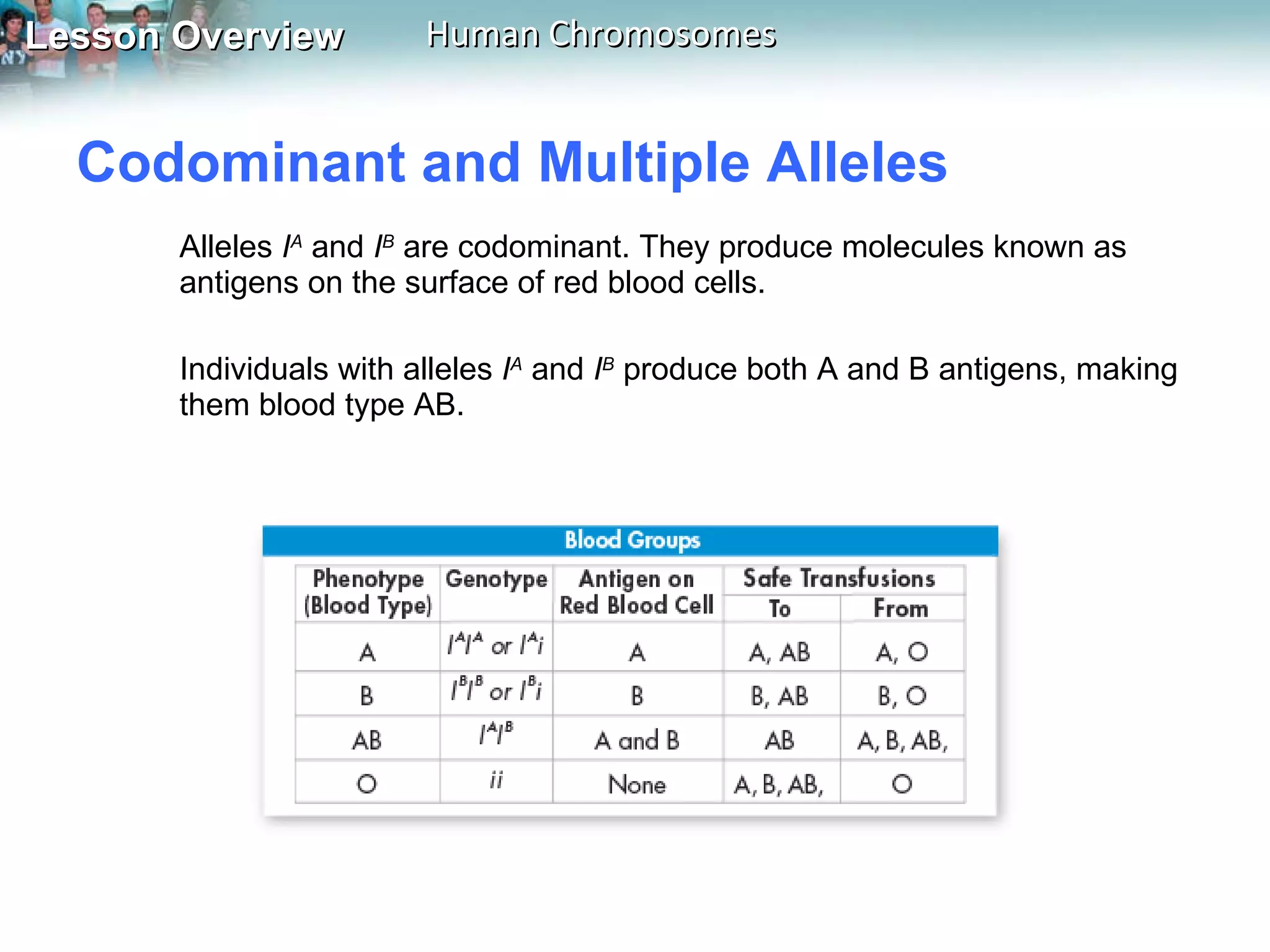 Codominant and Multiple Alleles  Alleles  I A  and  I B   are codominant. They produce molecules known as antigens on the surface of red blood cells.  Individuals with alleles  I A   and  I B   produce both A and B antigens, making them blood type AB.  