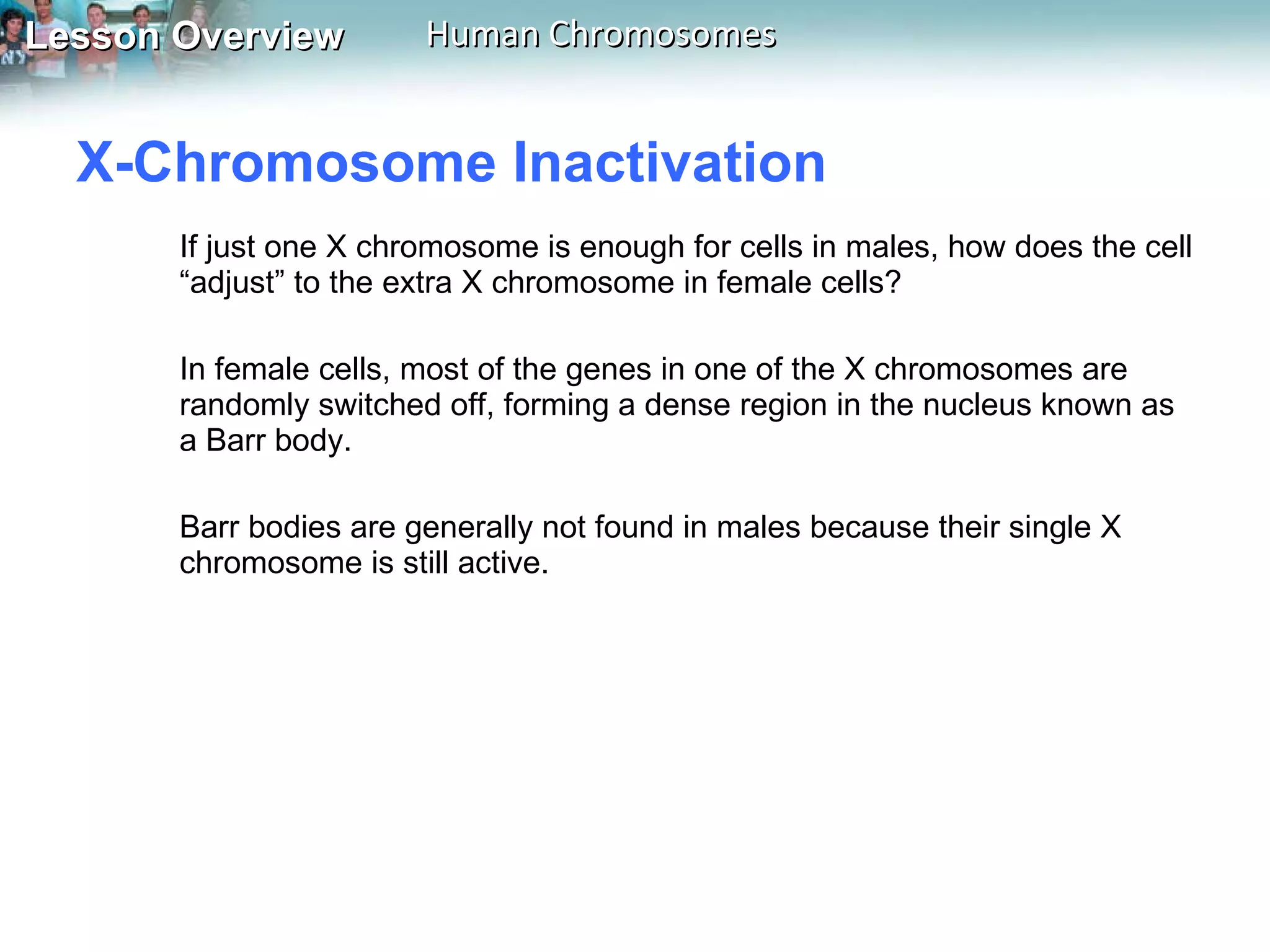X-Chromosome Inactivation  If just one X chromosome is enough for cells in males, how does the cell “adjust” to the extra X chromosome in female cells?  In female cells, most of the genes in one of the X chromosomes are randomly switched off, forming a dense region in the nucleus known as a Barr body.  Barr bodies are generally not found in males because their single X chromosome is still active. 
