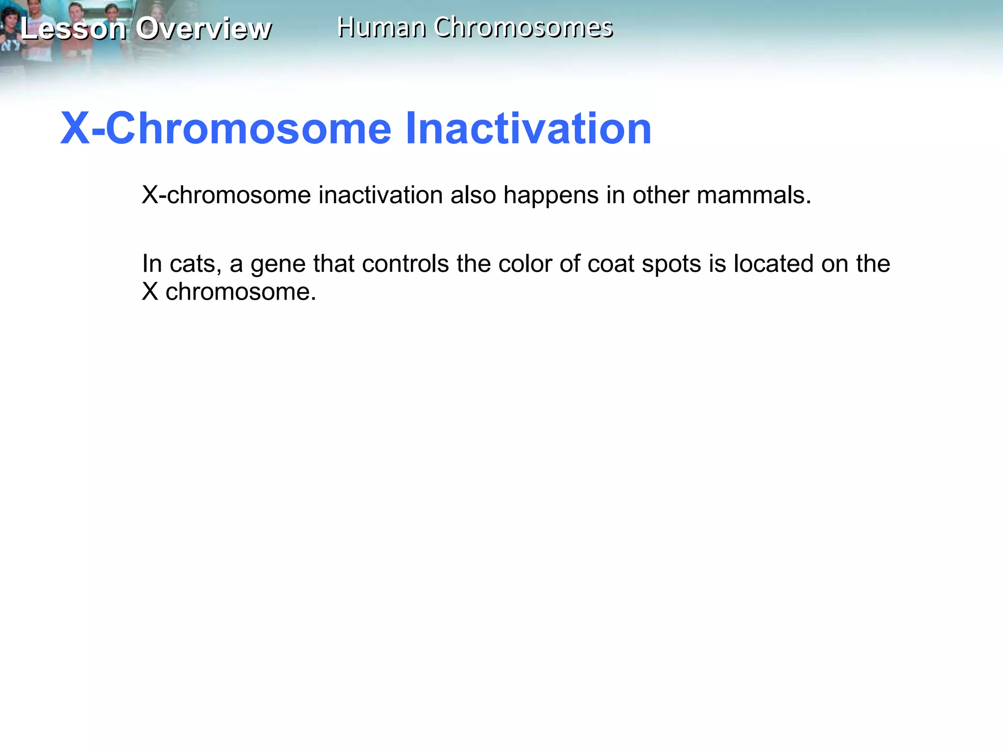 X-Chromosome Inactivation  X-chromosome inactivation also happens in other mammals.  In cats, a gene that controls the color of coat spots is located on the X chromosome.  