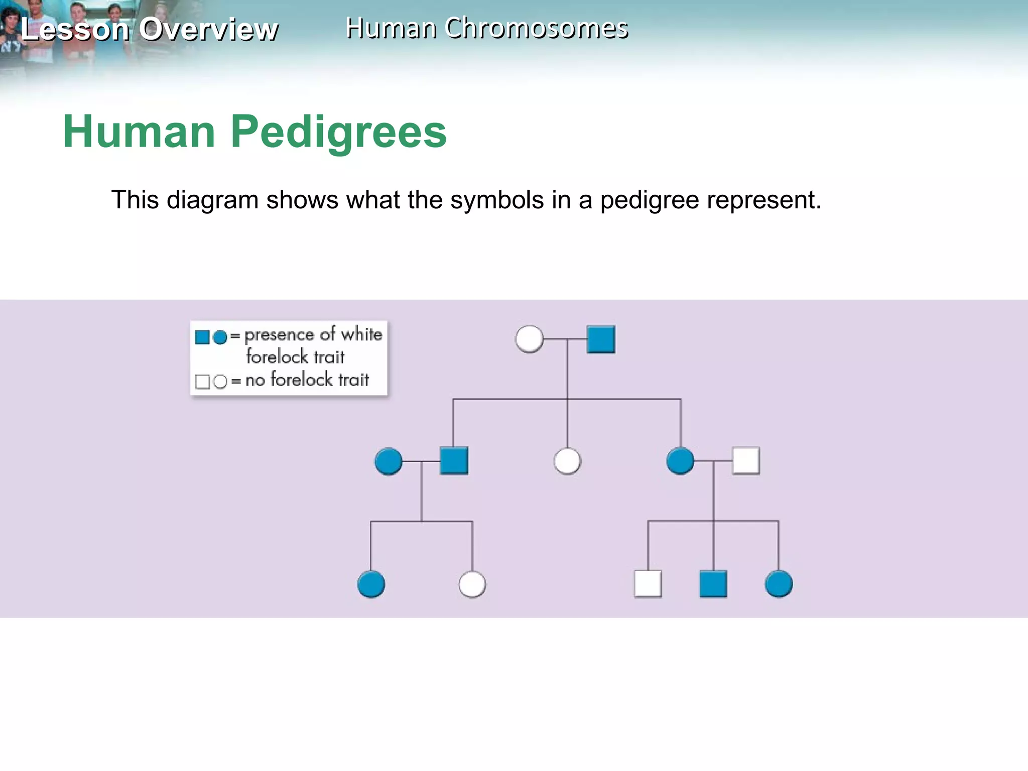Human Pedigrees This diagram shows what the symbols in a pedigree represent.  