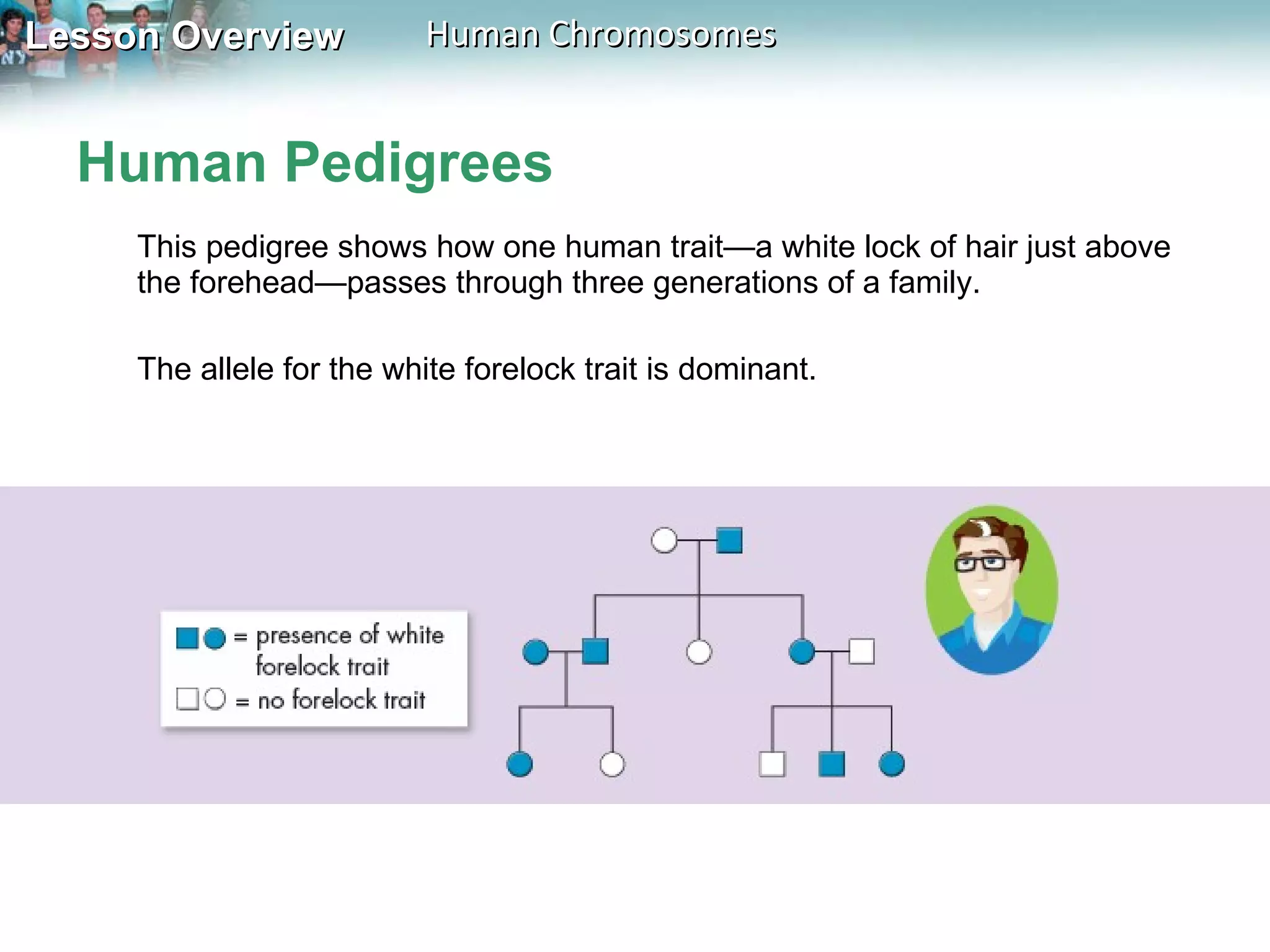 Human Pedigrees This pedigree shows how one human trait—a white lock of hair just above the forehead—passes through three generations of a family.  The allele for the white forelock trait is dominant.  