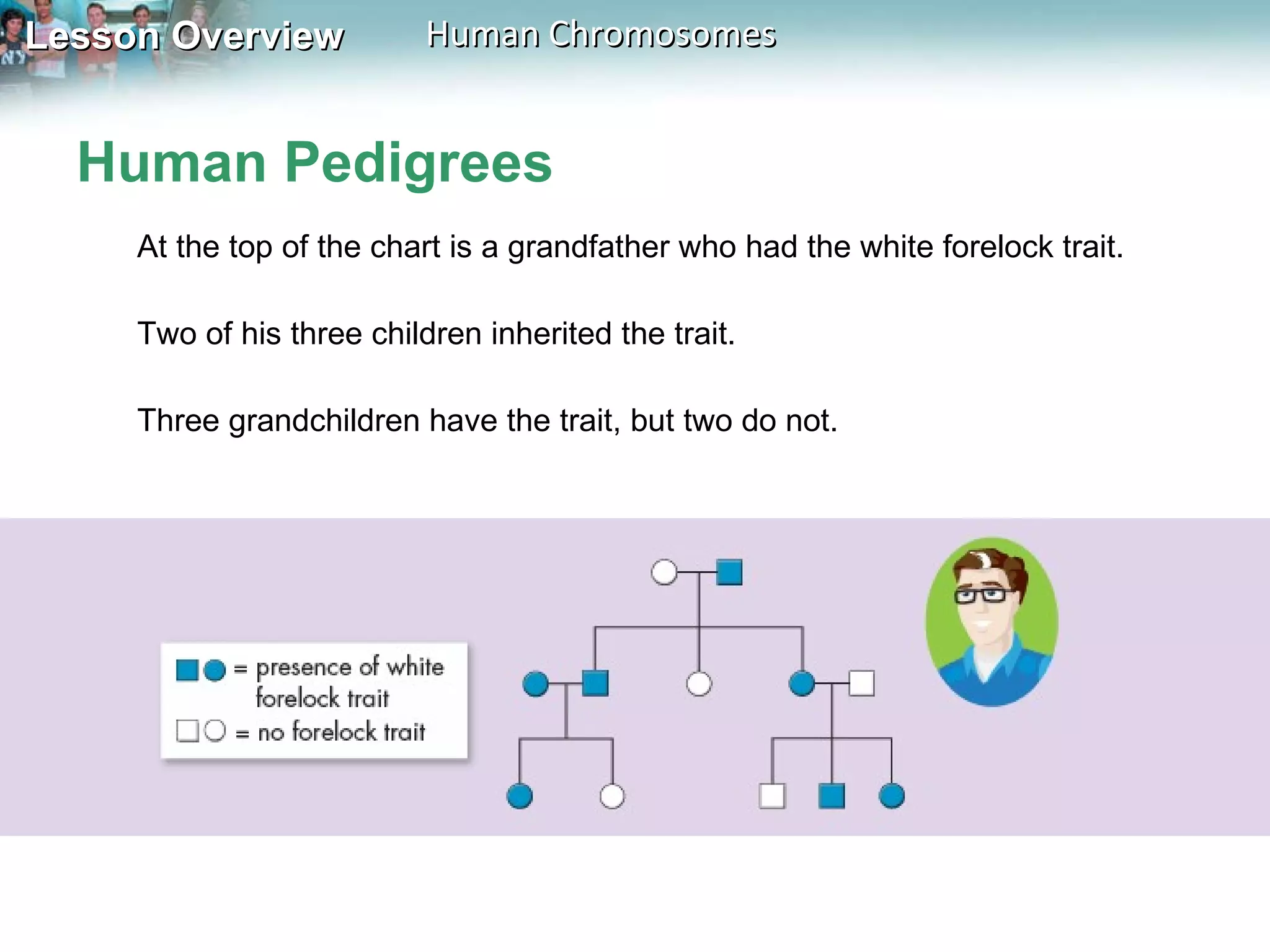 Human Pedigrees At the top of the chart is a grandfather who had the white forelock trait.  Two of his three children inherited the trait.  Three grandchildren have the trait, but two do not. 