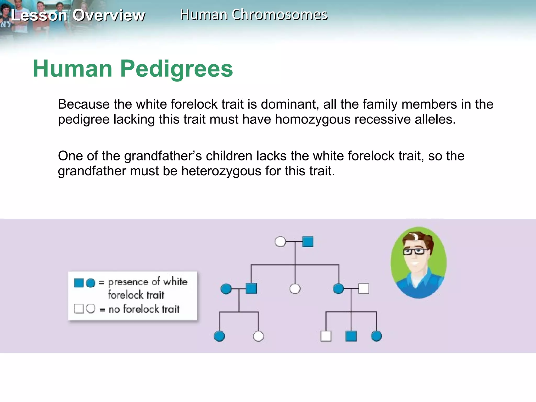 Human Pedigrees Because the white forelock trait is dominant, all the family members in the pedigree   lacking this trait must have homozygous recessive alleles.  One of the grandfather’s children lacks the white forelock trait, so the grandfather must be heterozygous for this trait. 