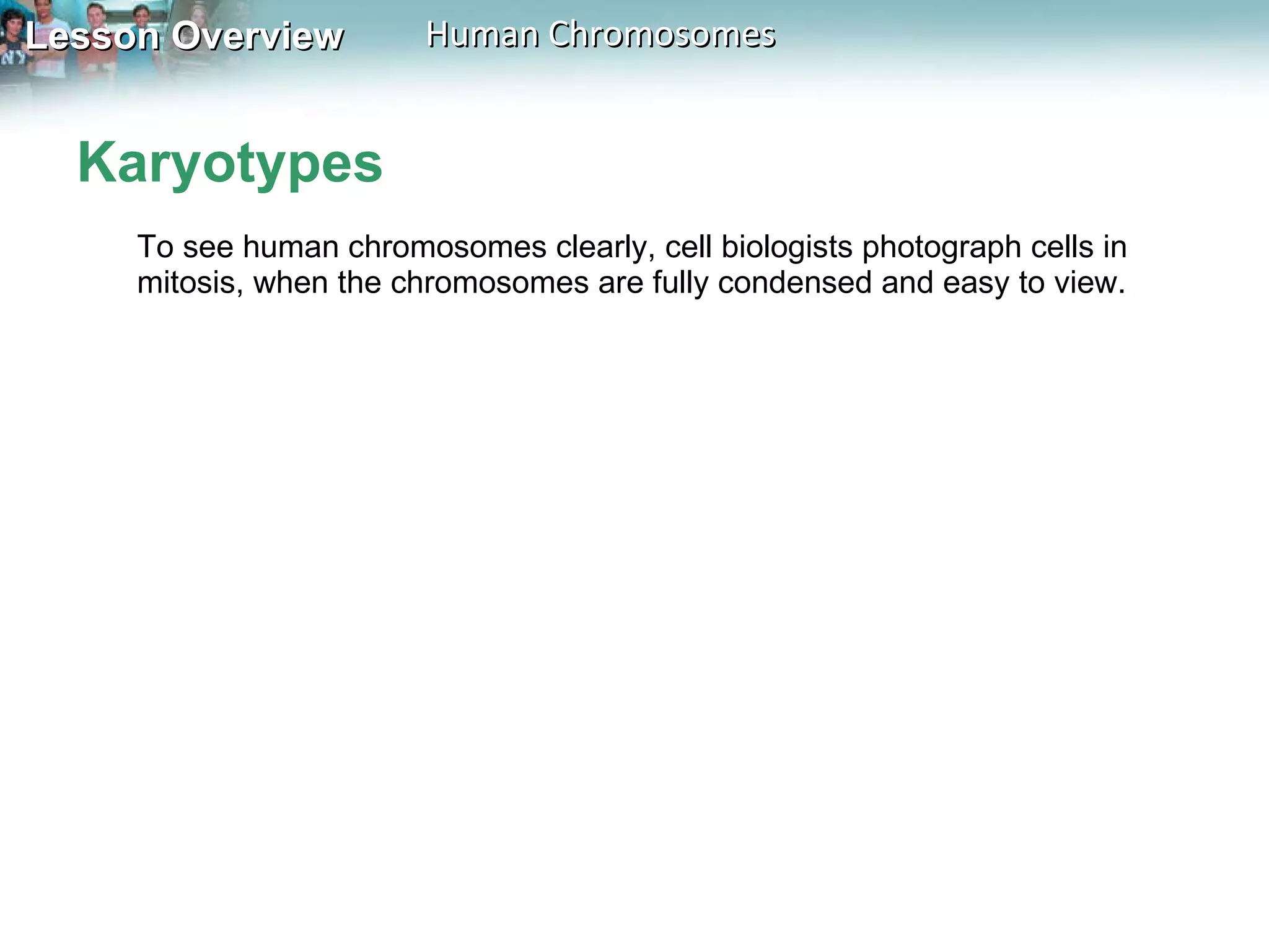 Karyotypes To see human chromosomes clearly, cell biologists photograph cells in mitosis, when the chromosomes are fully condensed and easy to view.  