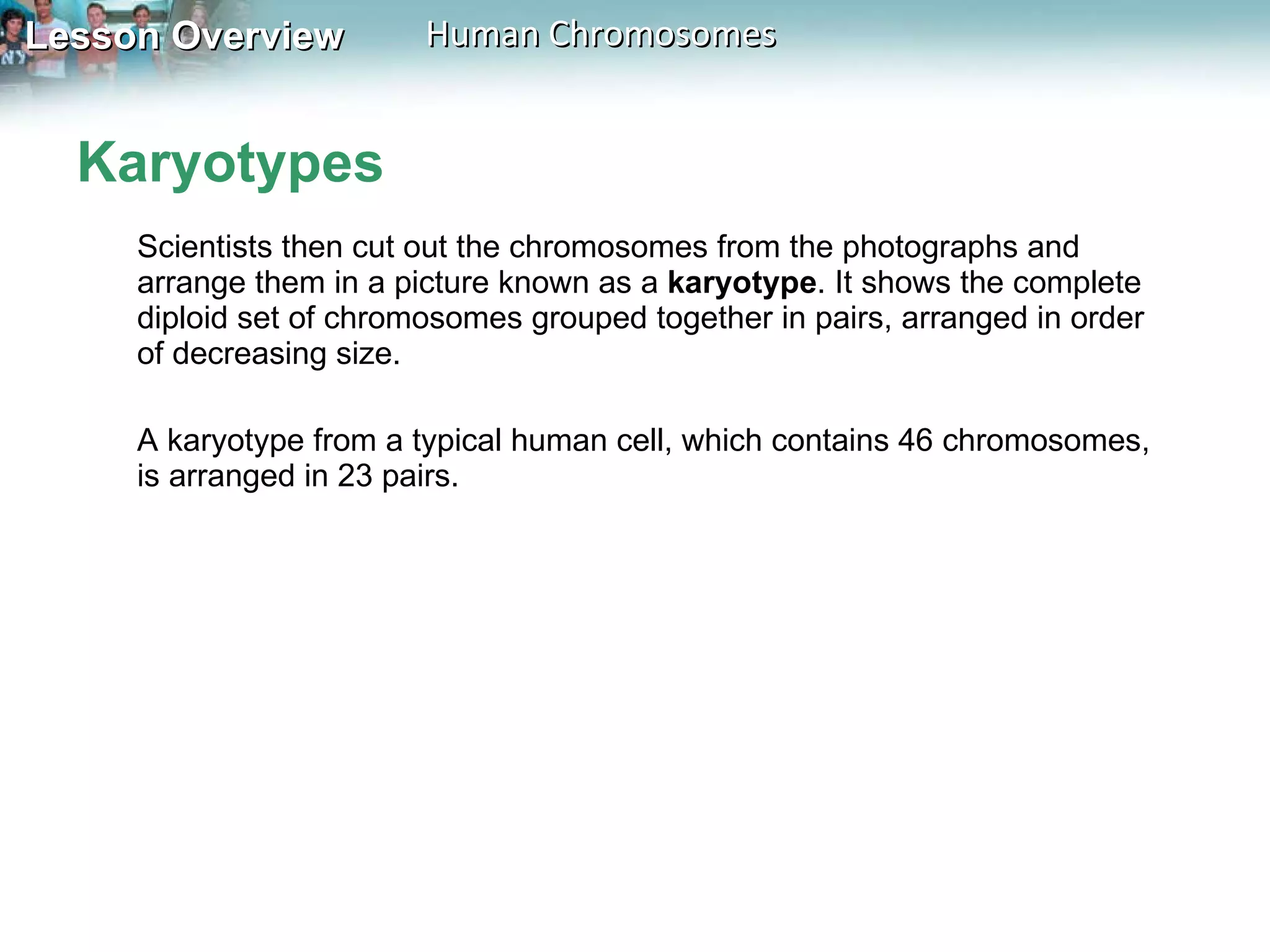 Karyotypes Scientists then cut out the chromosomes from the photographs and arrange them in a picture known as a  karyotype . It shows the complete diploid set of chromosomes grouped together in pairs, arranged in order of decreasing size. A karyotype from a typical human cell, which contains 46 chromosomes, is arranged in 23 pairs.  