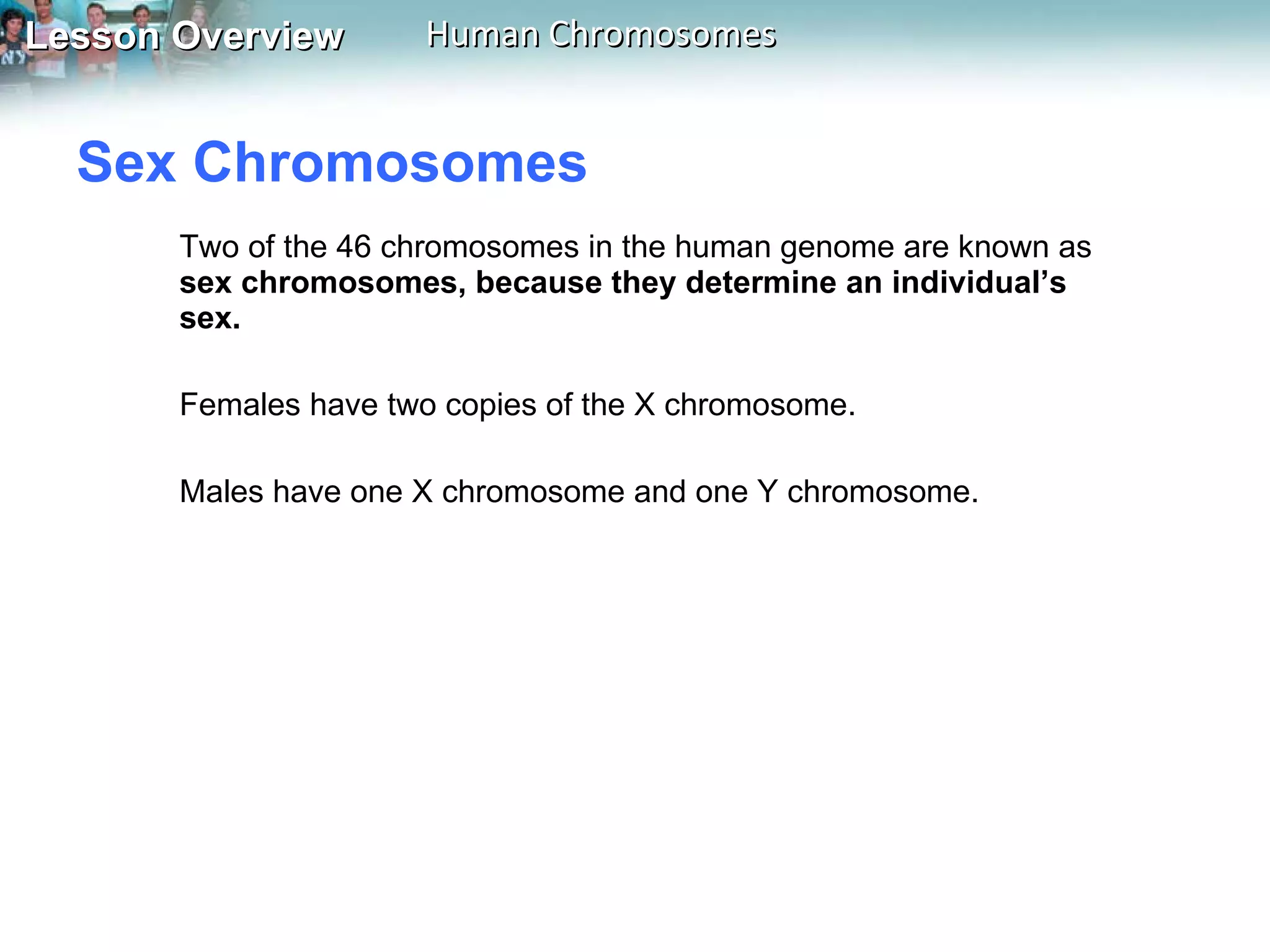 Sex Chromosomes  Two of the 46 chromosomes in the human genome are known as  sex chromosomes, because they determine an individual’s sex.  Females have two copies of the X chromosome.  Males have one X chromosome and one Y chromosome.  