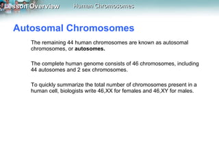 Autosomal Chromosomes  The remaining 44 human chromosomes are known as autosomal chromosomes, or  autosomes.  The complete human genome consists of 46 chromosomes, including 44 autosomes and 2 sex chromosomes.  To quickly summarize the total number of chromosomes present in a human cell, biologists write 46,XX for females and 46,XY for males. 