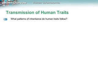 Transmission of Human Traits What patterns of inheritance do human traits follow? 
