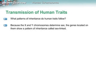 Transmission of Human Traits What patterns of inheritance do human traits follow? Because the X and Y chromosomes determine sex, the genes located on them show a pattern of inheritance called sex-linked. 