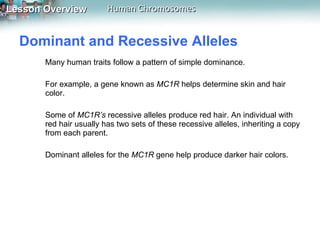 Dominant and Recessive Alleles  Many human traits follow a pattern of simple dominance. For example, a gene known as  MC1R  helps determine skin and hair color.   Some of  MC1R’s  recessive alleles produce red hair. An individual with red hair usually has two sets of these recessive alleles, inheriting a copy from each parent.  Dominant alleles for the  MC1R  gene help produce darker hair colors. 
