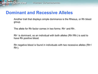 Dominant and Recessive Alleles  Another trait that displays simple dominance is the Rhesus, or Rh blood group.  The allele for Rh factor comes in two forms: Rh +  and Rh - .  Rh +  is dominant, so an individual with both alleles (Rh + /Rh - ) is said to have Rh positive blood.  Rh negative blood is found in individuals with two recessive alleles (Rh + /Rh - ). 