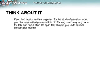 THINK ABOUT IT  If you had to pick an ideal organism for the study of genetics, would you choose one that produced lots of offspring, was easy to grow in the lab, and had a short life span that allowed you to do several crosses per month?  