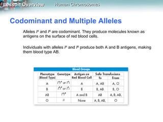 Codominant and Multiple Alleles  Alleles  I A  and  I B   are codominant. They produce molecules known as antigens on the surface of red blood cells.  Individuals with alleles  I A   and  I B   produce both A and B antigens, making them blood type AB.  